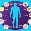 This is a comprehensive and extensive whole body checkup. Https Encrypted Tbn0 Gstatic Com Images Q Tbn And9gcq Rgxbveq7vzw8bgnxju8lwnfnj7wxcxyl4h38opysphqclr1h Usqp Cau