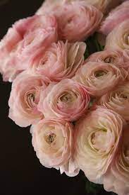 Ranunculus Pontoise Beautiful Flowers Pretty Flowers Ranunculus