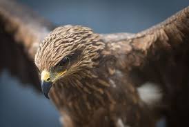 Assassin S Creed Odyssey Birds Of A Feather Glitch Pin Von Isabella Auf Disney V I L L A I N S