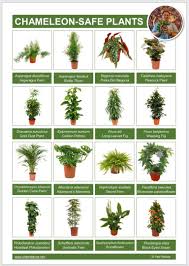 100+ vectors, stock photos & psd files. Help Me Place My Spider Plant Chameleon Forums