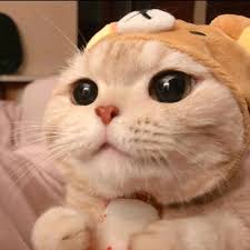 muội muội bạch dương truyen tranh manga tiktok cute baby cats cute cats and dogs cute little animals