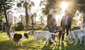 I take my 3 cats here. Dogs In Spain With More Spaniards Living Alone Pet Numbers Soar In The Cities Life In Spain El Pais In English