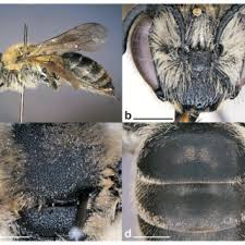 Image result for Hermbstaedtia scabra