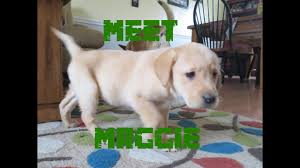 Find an adoptable pet near you. Meet Maggie Our Boys Adopt An 8 Week Old Yellow Lab Puppy Akc Puppy Day Youtube