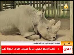 ينتمي وحيد القرن إلى طائفة الثّدييات، ورُتبة وتريات الأصابع، وهو حيوان ضخم، انتشرت أنواعه الخمسة سابقاً في آسيا وإفريقيا، إلا. ØªÙ‚Ø±ÙŠØ± Ø§Ù†Ù‚Ø±Ø§Ø¶ Ø§Ø®Ø± Ø°ÙƒØ± Ù…Ù† Ø³Ù„Ø§Ù„Ø© ÙˆØ­ÙŠØ¯ Ø§Ù„Ù‚Ø±Ù† Ø§Ù„Ø§Ø¨ÙŠØ¶ Ø§Ù„Ø´Ù…Ø§Ù„ÙŠ Youtube