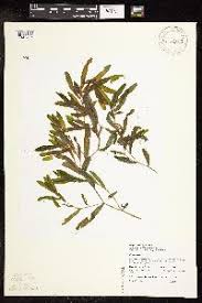 Image result for Potamogeton richardii