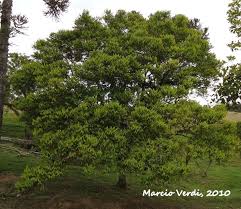 Image result for Casearia runssorica