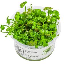 Image result for Marsilea villifolia