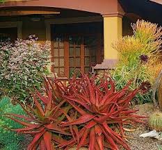 Image result for Aloe rulkensii