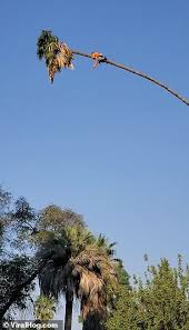 Check spelling or type a new query. Man Trying To Trim A 100 Foot Palm Tree Is Flung Across The Sky As He Chops Off Leaves Daily Mail Online