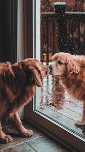 Iphone And Android Wallpapers Cute Dogs Wallpaper For Iphone And Android Android Cute Dogs Dogs Aesthetic D In 2020 Cute Dog Wallpaper Dog Wallpaper Cute Animals