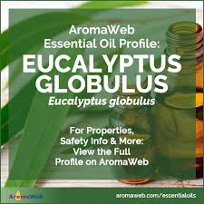 Like eucalyptus radiata, eucalyptus globulus is a eucalyptus oil from the large, aromatic eucalyptus trees of the myrtaceae family. Eucalyptus Globulus Essential Oil Uses And Benefits Aromaweb