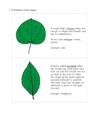 Image result for leaf margin entire