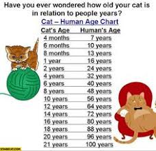 10 Best Fun Cat Facts Images In 2018 Cat Facts Cool Cats