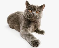 Pisica albastru de rusia este o pisica blanda, binevoitoare, rezervata, chiar absenta, cand sunt straini prin preajma. Pisica British Shorthair Comportament Si Personalitate Epoch Times Romania