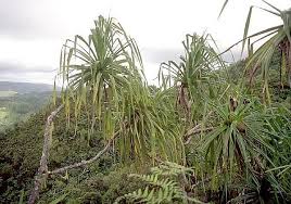 Image result for Pandanaceae