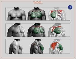 Anatomy • free medical books. The Great Chest Muscle Pectoralis Major Human Muscle Anatomy Anatomy Arm Muscle Anatomy