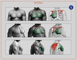 The curious lives of human cadavers by mary roach, atlas of human anatomy by frank h. The Great Chest Muscle Pectoralis Major Anatomy For Sculptors Human Muscle Anatomy Anatomy