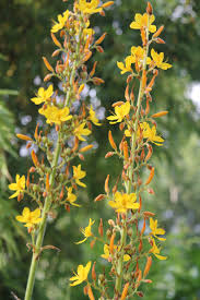 Image result for Wachendorfia