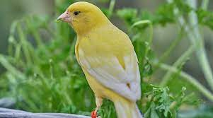 Que Comen Los Canarios Housepet