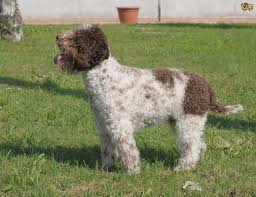 Akc national breed club member. How Much Does A Lagotto Romagnolo Cost L2sanpiero