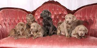 Only the finest and healthiest purebred labs. Silver Dollar Dogs And Our Silver Labradors