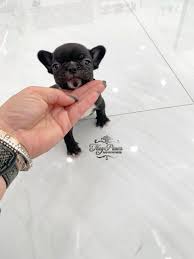 It has also the tendency to become stubborn. Micro Tiny Mini Frenchie Tiny Paws
