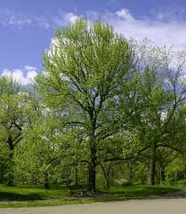 Feb 20, 2019 · a guide to identifying sweetgum (liquidambar styraciflua). Sweetgum University Of Redlands