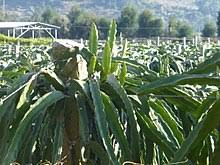 Maybe you would like to learn more about one of these? Pitaya Wikipedia