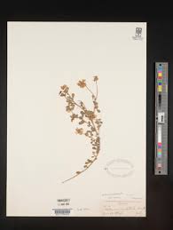 Image result for Lotononis laxa