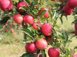 Pick your own apples begins september 4 and pick your own apple ridge orchards features spectacular views and tasty apple varieties. Best Apple Picking Near Nyc Apple Farms Orchards To Visit This Fall Thrillist