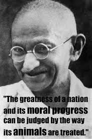  The Greatness Of A Nation And Its Moral Progress Can Be Judged By The Way Its Animals Are Treated Ghandi Quotes Soulful Affirmations Quotes By Famous People