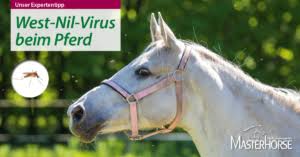 Jun 15, 2021 · im schnitt sind hierzulande etwa 1,2 prozent der hunde mit dem peitschenwurm trichuris vulpis befallen.in manchen europäischen hundezuchten sind es allerdings bis zu 30 prozent der hunde. Das West Nil Virus Beim Pferd Masterhorse Blog