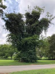 Vines, or grape vines, didn't reach the shores of ireland until the romans introduced wine around 2000 years ago. Why You Need To Remove Vines From Trees Nashville Tree Conservation Corps