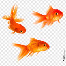 Pin By Png Drive On Gold Fish Png Golden Fish Goldfish Fish