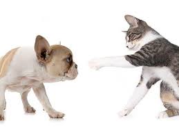Introducing a puppy to a cat involves planning and preparation. Quick Tips On How To Introduce A Puppy To An Aggressive Cat And Raise It Safely Best Protection Dogs