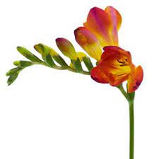 Red Freesia Flower Fiftyflowers Com Freesia Flowers Bridesmaid Flowers Flowers