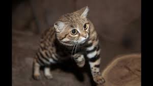 Despite its name, only the soles of its feet are black or dark brown. Black Footed Cats Hunt And Play Youtube