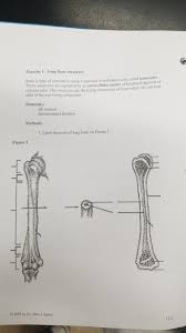 Sure, it's nice that black women look younger for longer. Solved Exercise 1 Long Bone Structure Ne Is Type Of Conn Chegg Com