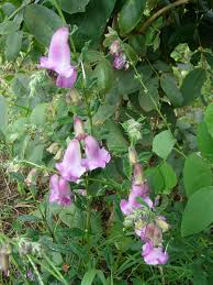 Image result for Ceratotheca sesamoides