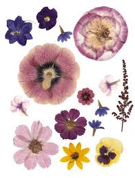 Digital Pressed Flowers Pressed Flower Art Pressed Flowers Flower Art