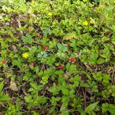 In spring i was curious about a plant that looked like a strawberry plant, so i dug up a couple of these weeds and put them in a flower bed. Mock Strawberry Facts And Health Benefits