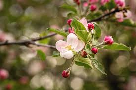 Flowering fruit trees will bloom every year, regardless of the fruit production. Pink Flowering Apple Tree Blossoms Photograph By Laura Gampfer