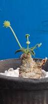 Image result for Dorstenia buchananii