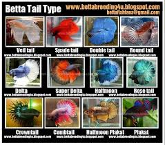 All About Betta Fish Types Of Betta Fish Akvarium Betta