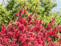 Image result for Prunus persica