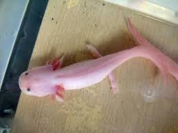 Bildergebnis für axolotl