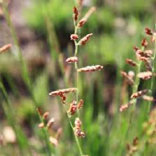 Image result for Urochloa serrata