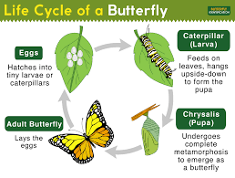 This is the first phase in the caterpillar life cycle. Life Cycle Of A Butterfly Complete Metamorphosis With Stages