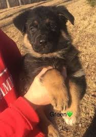 Black And Red German Shepherd Puppies For Sale In Ohio Litter Of 8 German Shepherd Dog Puppies For Sale In Ironton Oh Adn 65929 On Puppyfinder Com Gender Female Age Shepherd Dog Puppies German Shepherd Puppies